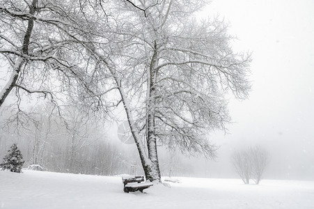 冬天的风景是雪花落在空旷的公园无叶树木凳和厚的雪层上图片