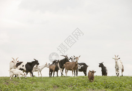 一群山羊他们骑着绿草在无地的原上起立高清图片