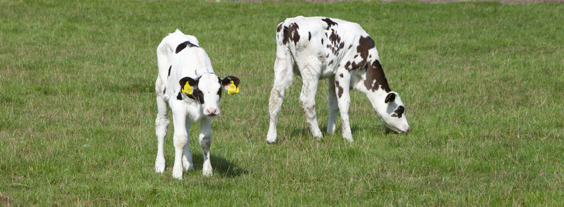 白牛在绿草原上放牧背景图片