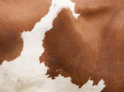 棕色和白的抽象模式隐藏在奶牛的侧面图片