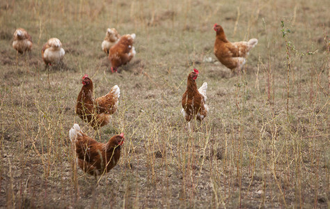 自由游荡的棕色鸡在荷兰河边的杜查农场泥土里图片