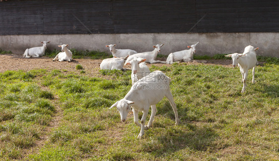 在Woudenbrg和Uutech附近的内地山羊农场旧谷仓附近的草地上白山羊图片