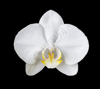 在黑色背景下孤立的白正卤阳兰花的一朵优雅图片