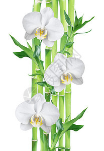 几片幸运竹子dracensderi有绿叶和三朵白兰花底孤立图片