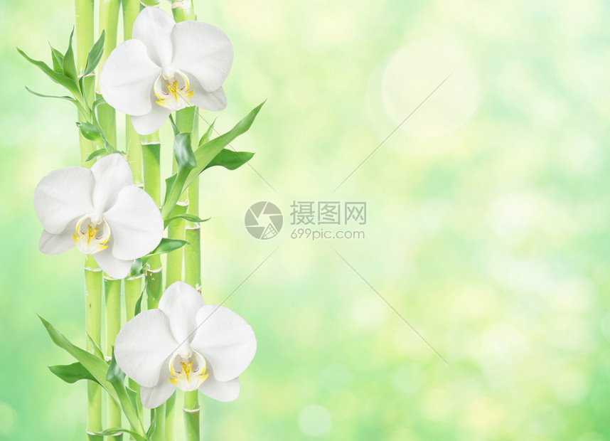 几片幸运竹子dracensderi绿色叶三朵白兰花天然黄绿有复制空间图片