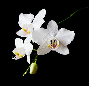 在黑色背景上隔离的白色兰花图片