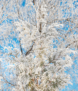 树枝上有白霜覆盖著清蓝的天空图片
