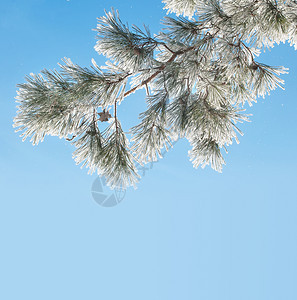 松树枝针头覆盖着浓密的冰霜与蓝色天空相对图片