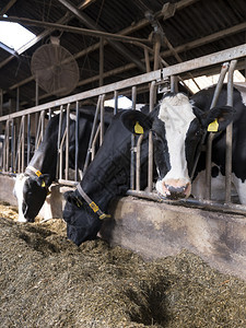 在半开放谷仓里喂养的荷尔斯坦奶牛图片