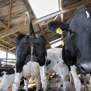 黑白荷尔斯坦奶牛在荷兰河边的杜查农场谷仓里小便图片