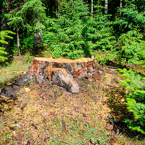 一棵古老的树桩在一棵阴森的林里在地的森里年轻木生长着图片