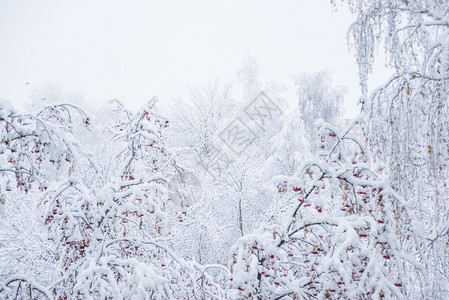 在冬季公园的树上满是白毛雪图片