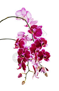 深红色兰花的丰富细枝紧贴的花朵在白色背景上隔离垂直图像图片