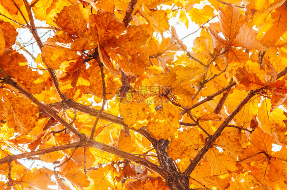 黄天然的山坡秋叶对靠近浅江河辽南村原韩图片