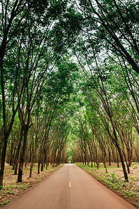 橡胶树种植园的农村道路图片
