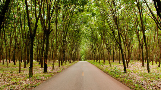 橡胶树种植园的农村道路图片