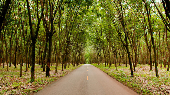 橡胶树种植园的农村道路图片