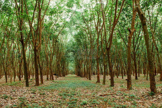 橡胶树种植园景象图片