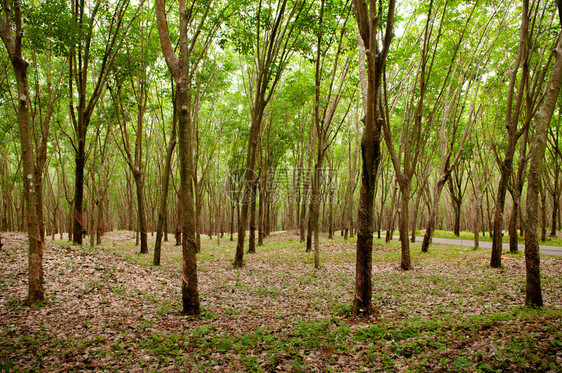 橡胶树种植园景象图片