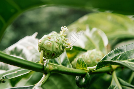 菜园绿色树枝上的果子或奶酪草药外来热带水果图片