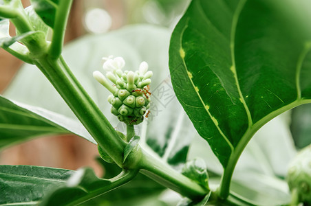 菜园绿色树枝上的果子或奶酪草药外来热带水果图片