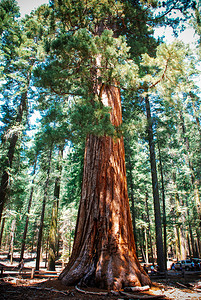 美国加利福尼亚州约塞米蒂公园的巨型红杉林图片