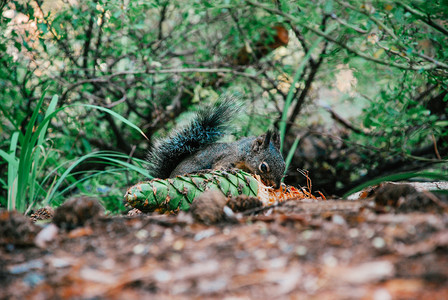 松鼠坐在森林里吃松果图片