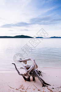 白漂的死树和平koh泥滩和热带小岛靠近泰国河畔的kohsamui岛图片