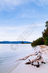 白漂的死树和平koh泥滩和热带小岛靠近泰国河畔的kohsamui岛图片