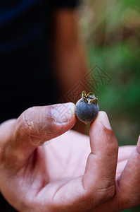 黑的蜜雪山鹅莓玫瑰神仙下垂的花朵亚人手里的野生果子近镜头图片