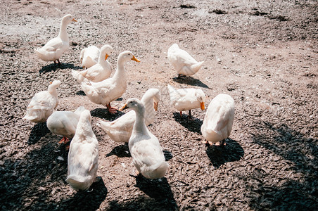在泰国农村有机自由牧场农湿泥地上的一群白色鸭子图片