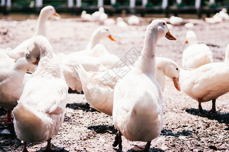在泰国农村有机自由牧场农湿泥地上的一群白色鸭子图片