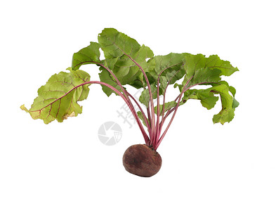 白甜菜白背景的甜菜果背景