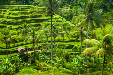 巴厘岛梯田乌布德巴利印地安的绿梯田稻背景