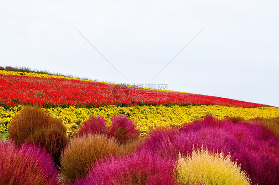 日本北海道红粉和黄花田图片