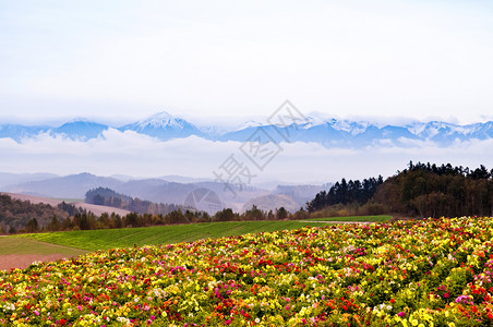 花田中草野北海道日本图片