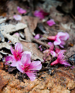 石头表面和干叶上的樱花图片