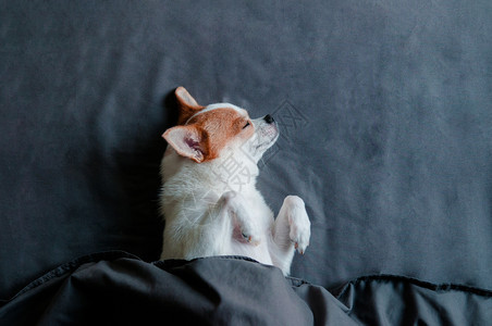 睡着的可爱吉娃狗躺在床毯下图片