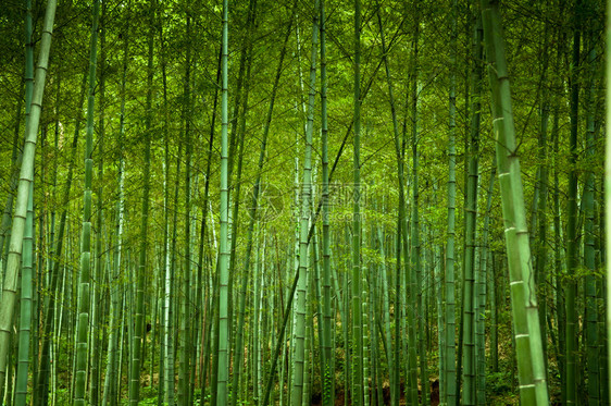 竹林图片