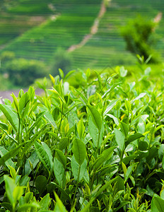 在梅家坞最优质的的茶叶图片