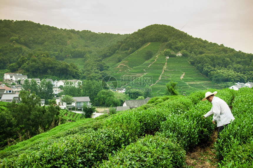 杭州梅家坞的农民在采摘茶叶图片