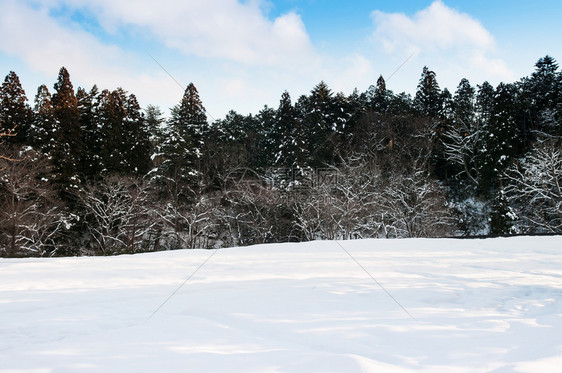 松树和雪地冬天空晴朗图片