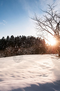 明亮的天空和美丽夜晚明亮寒冬冷松树和雪地风景图片