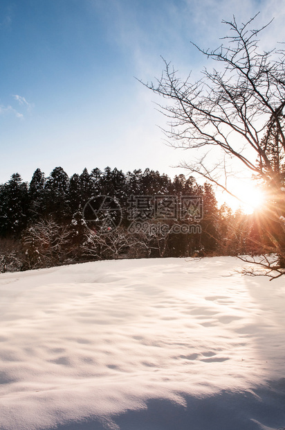明亮的天空和美丽夜晚明亮寒冬冷松树和雪地风景图片