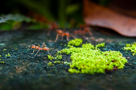 深黑背景的红蚂蚁泰国图片