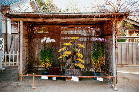 201年月日ChibaJpnChrysantemukijapnes花朵安排在古代村镇Edo的无村露天航空博物馆背景图片
