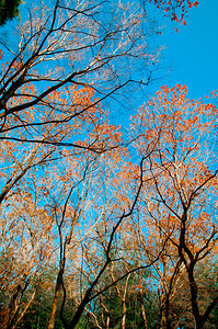 蓝色天空的秋树叶自然射中纳里塔雅潘垂直射中背景图片