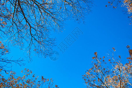 蓝色天空的秋树叶背景图片