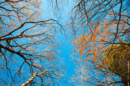 蓝色天空的秋树叶图片