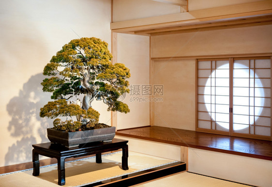 201年月日Omiyastmjpnuiperbunsai在Bonsai村mybtsi博物馆传统日本风格的木桌图片